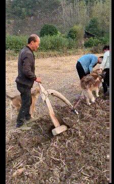 小孩被蜜蜂蛰了会引起什么？全面解析与处理建议