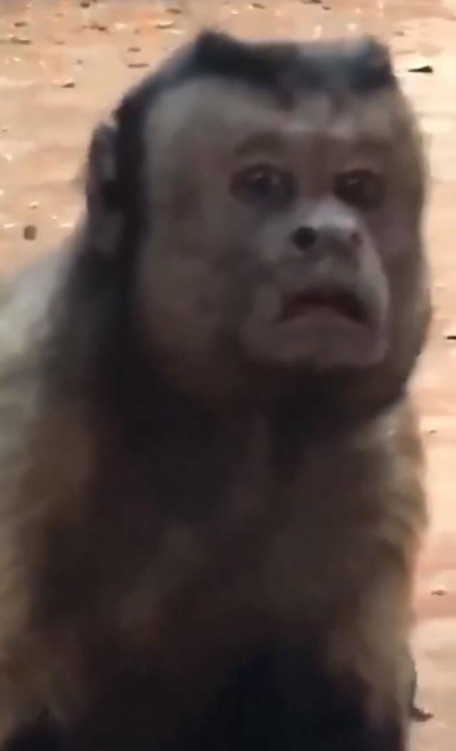 方脸猴图片，网络流行下的独特魅力