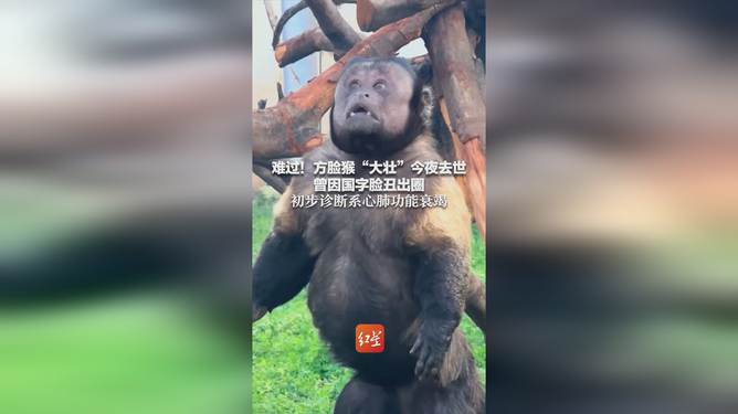 方脸猴子怎么了？——探究一种网络现象的崛起与反思