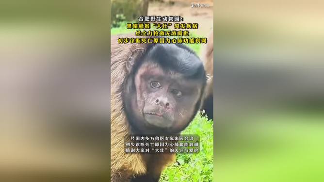 网红猴大壮的离世，一段令人惋惜的网红故事