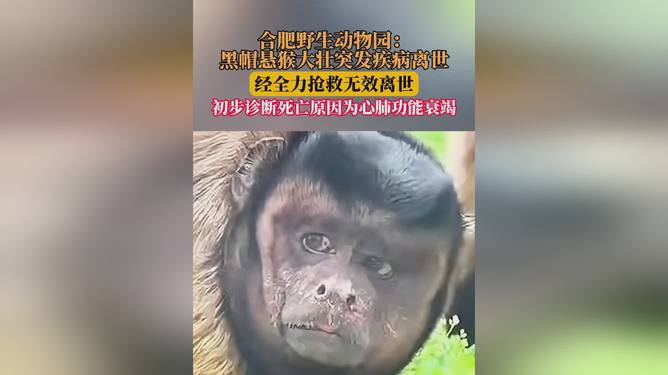 网红猴大壮的离世，一段令人惋惜的网红故事