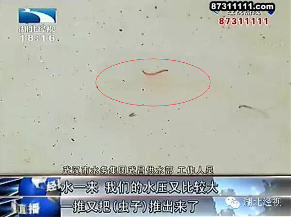 自来水中含活体虫吗？探究真相