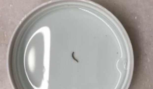 自来水中含活体虫吗？探究真相