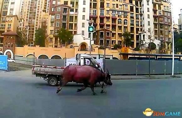 疯牛当街乱撞，惊魂动魄的都市惊魂事件