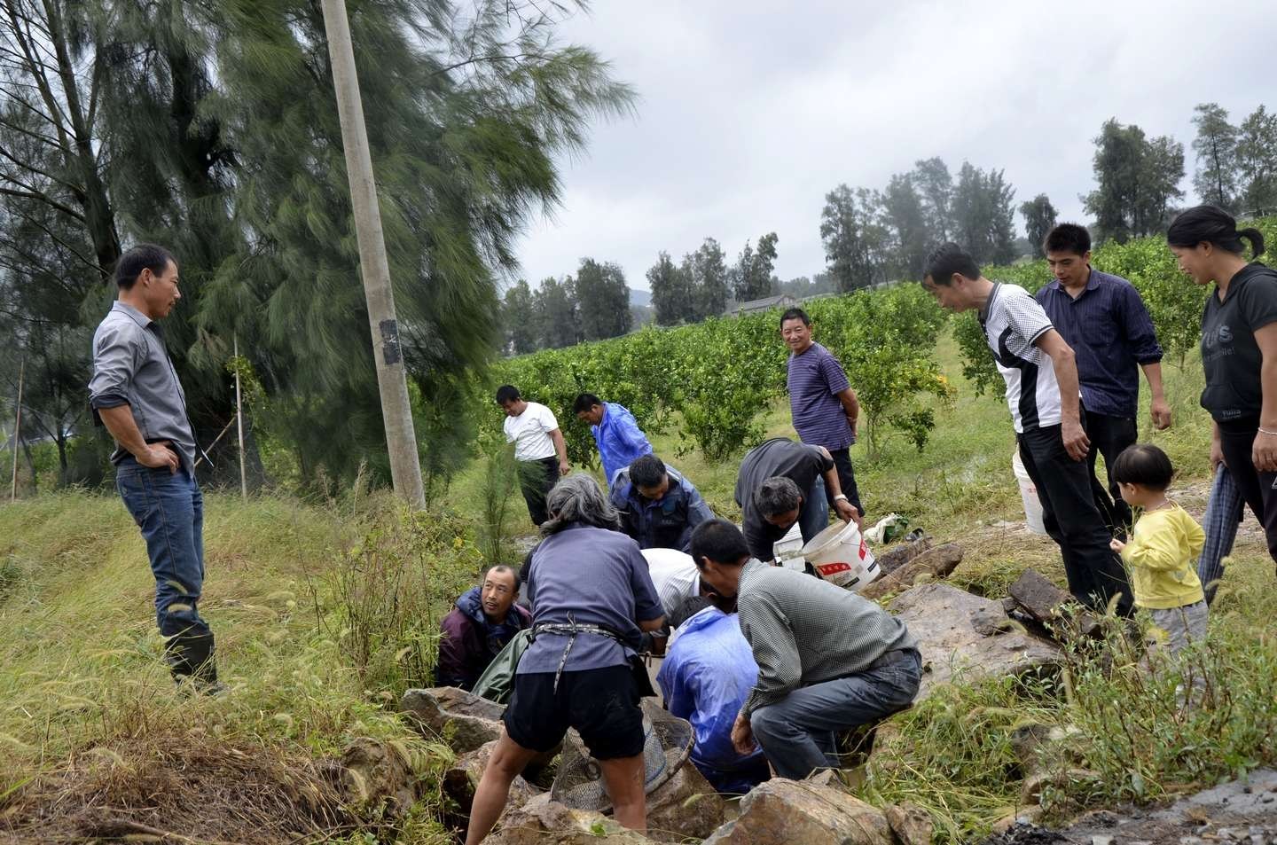 瓜园遭村民哄抢事件，反思与探讨