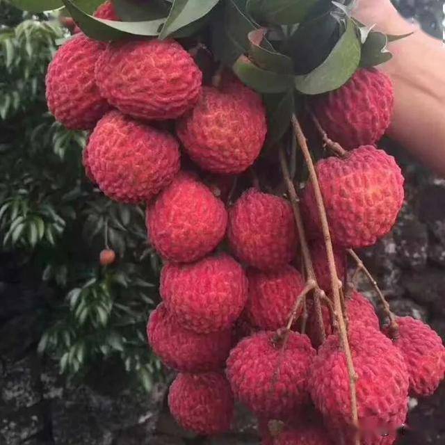 荔枝王种植宝典，一步步教你如何种植荔枝王