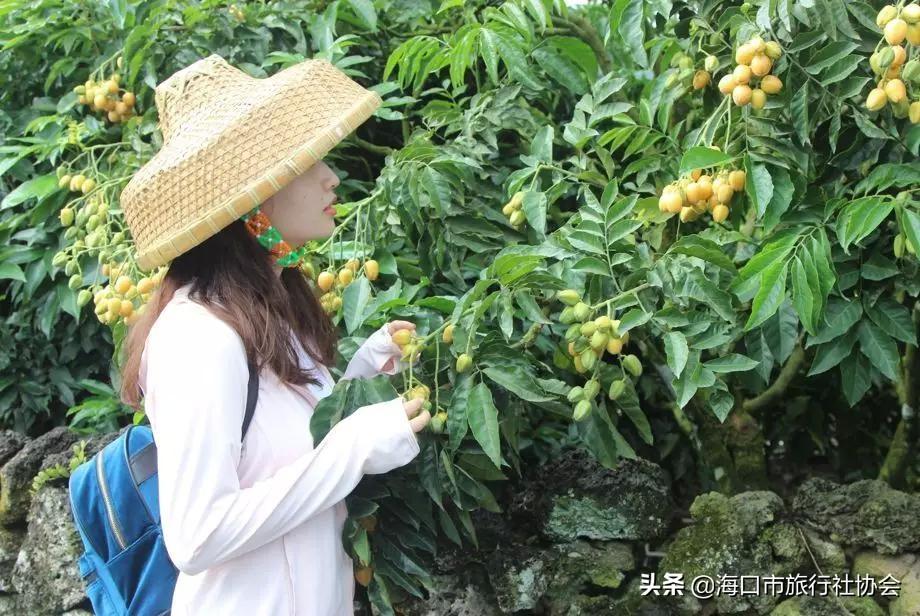 揭秘荔枝王的学名及其魅力