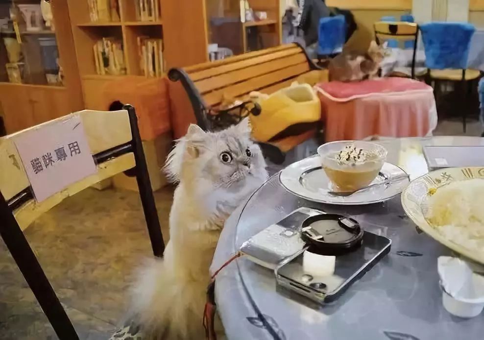 一咖啡店迎来萌宠迎宾猫，人与猫的温馨邂逅
