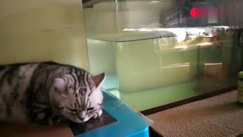 胖猫事件引发深思，90多吨外卖食物被浪费的背后故事