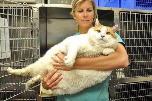 胖猫事件引发深思，90多吨外卖食物被浪费的背后故事