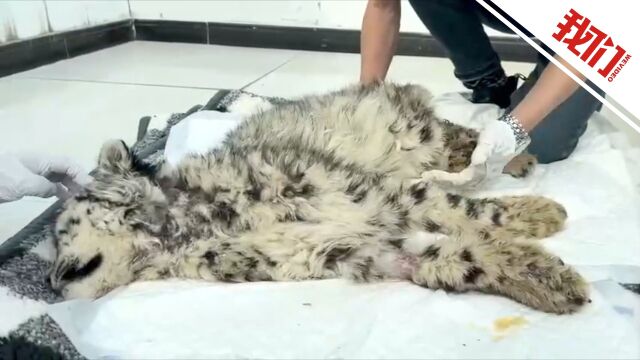 不实传闻下的真相，放恶犬围捕雪豹致其瘫痪事件探究