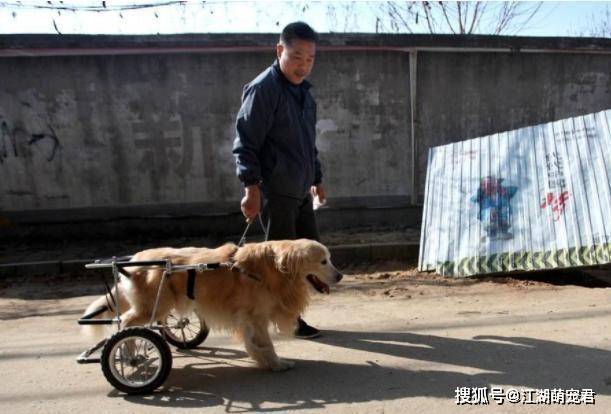 不实传闻下的真相，放恶犬围捕雪豹致其瘫痪事件探究