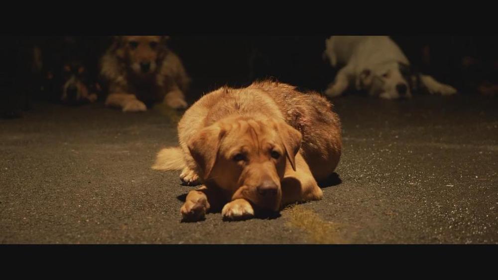 不实传闻下的真相，放恶犬围捕雪豹致其瘫痪事件探究