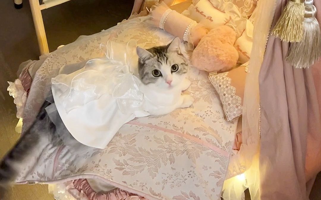 公公给陪嫁猫做小床，温馨背后的故事
