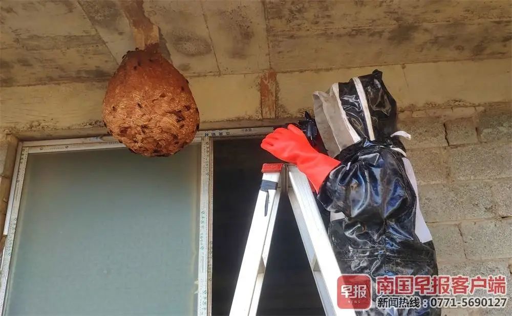 南宁偷蜂事件，背后的故事与反思