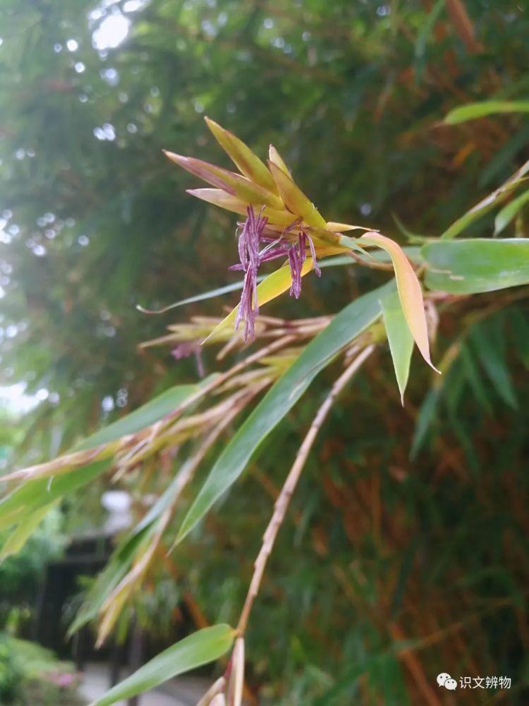 成都竹子开花，错过再等60年，探寻背后的神秘与传奇