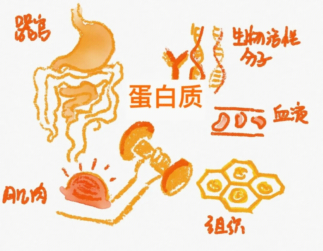 新车内有人体蛋白质，一场关于科技与道德的探讨