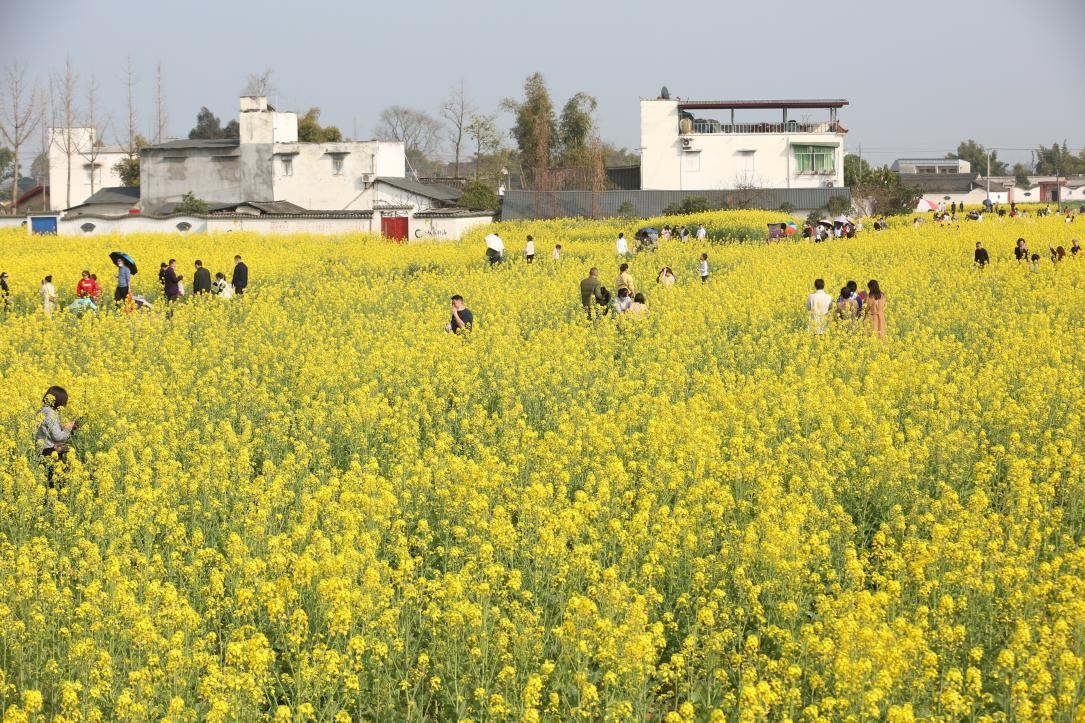 村民私自收取停车费现象深度解析
