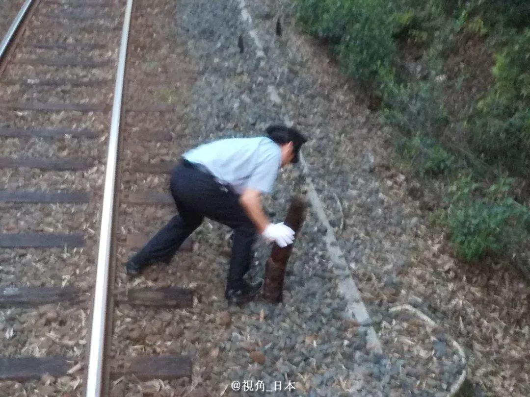 竹笋破土而出，一天能长多少厘米？揭秘生长奇迹！