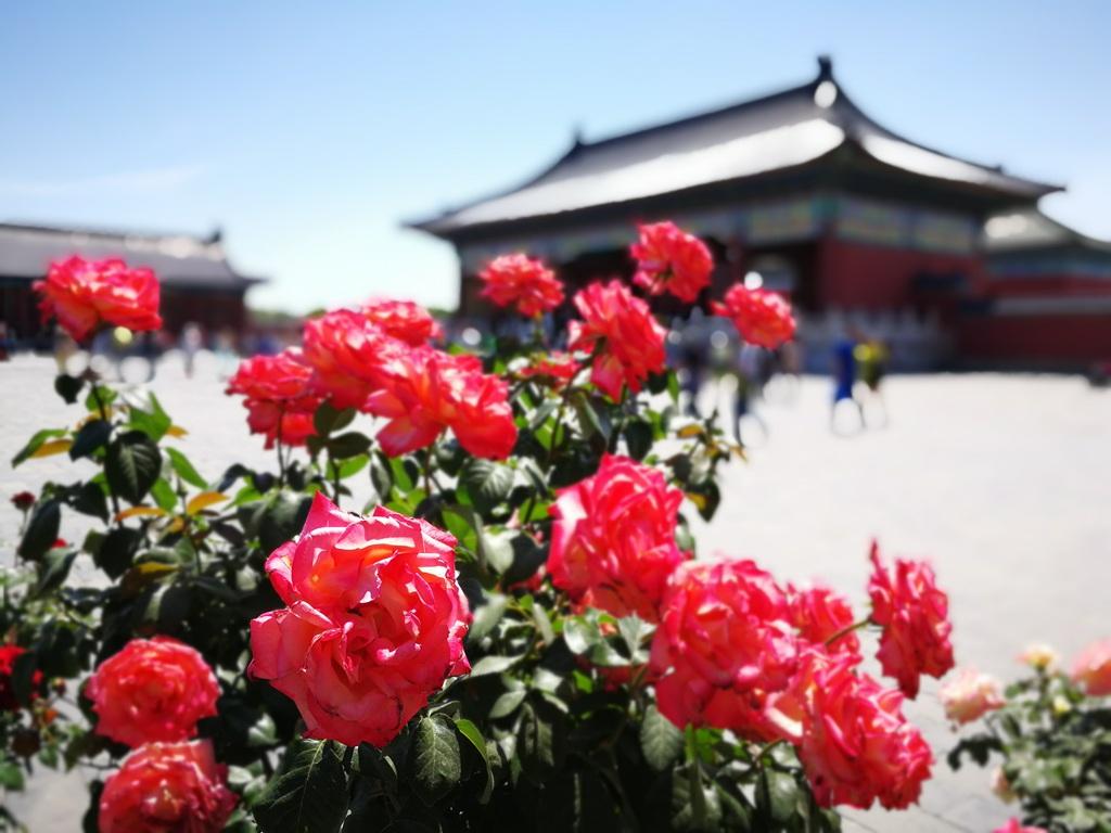 揭秘北京天坛公园，规模如何？值得一游吗？