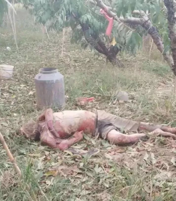 树林中发现无名男尸，迷雾重重的案件探究