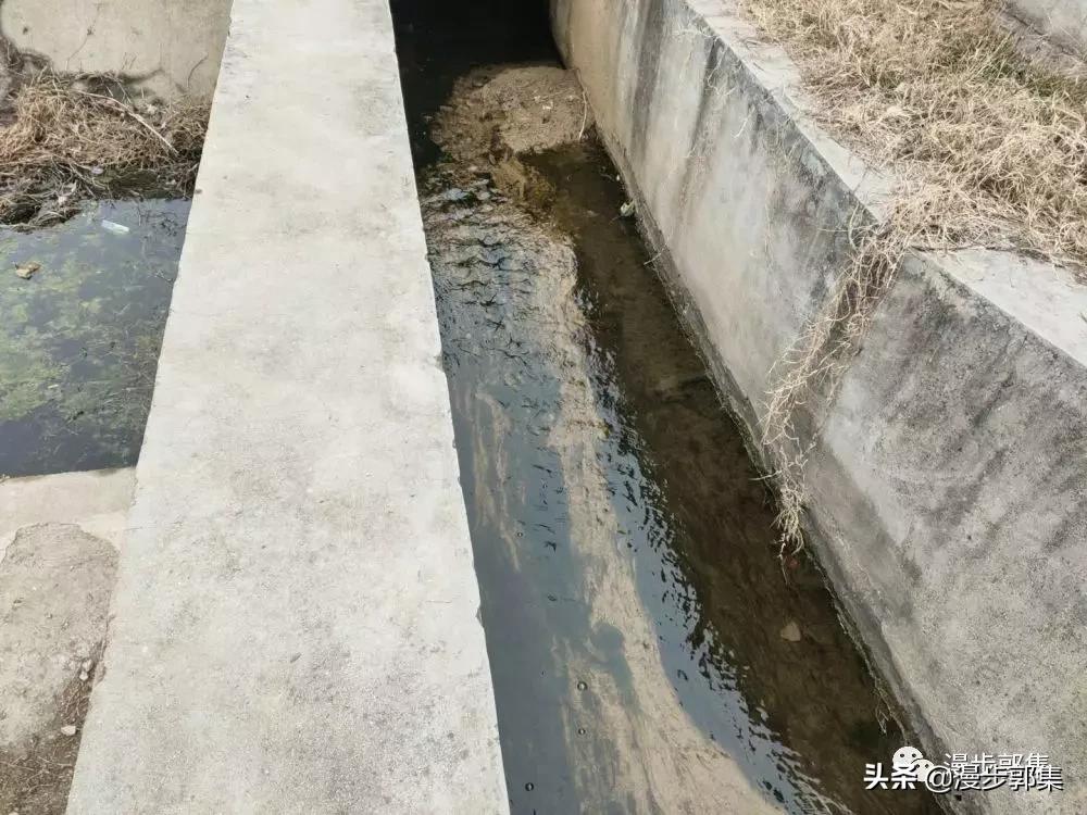 外婆家门前的竹林