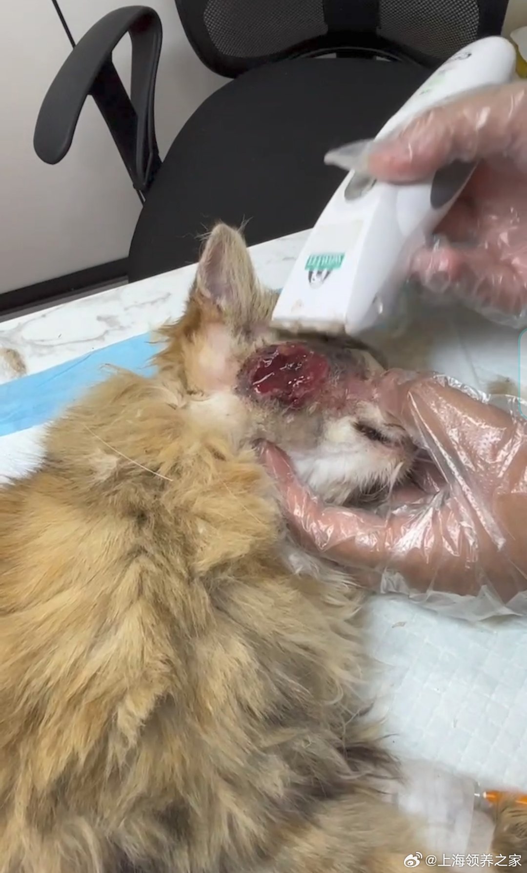 警方回应猫被砍四肢事件，守护每一个弱小生命