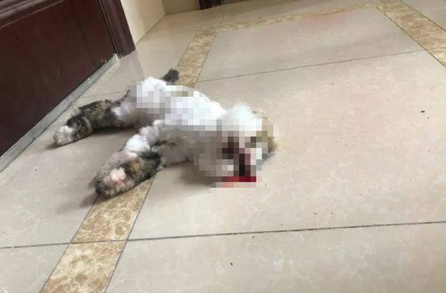 警方回应猫被砍四肢事件，守护每一个弱小生命