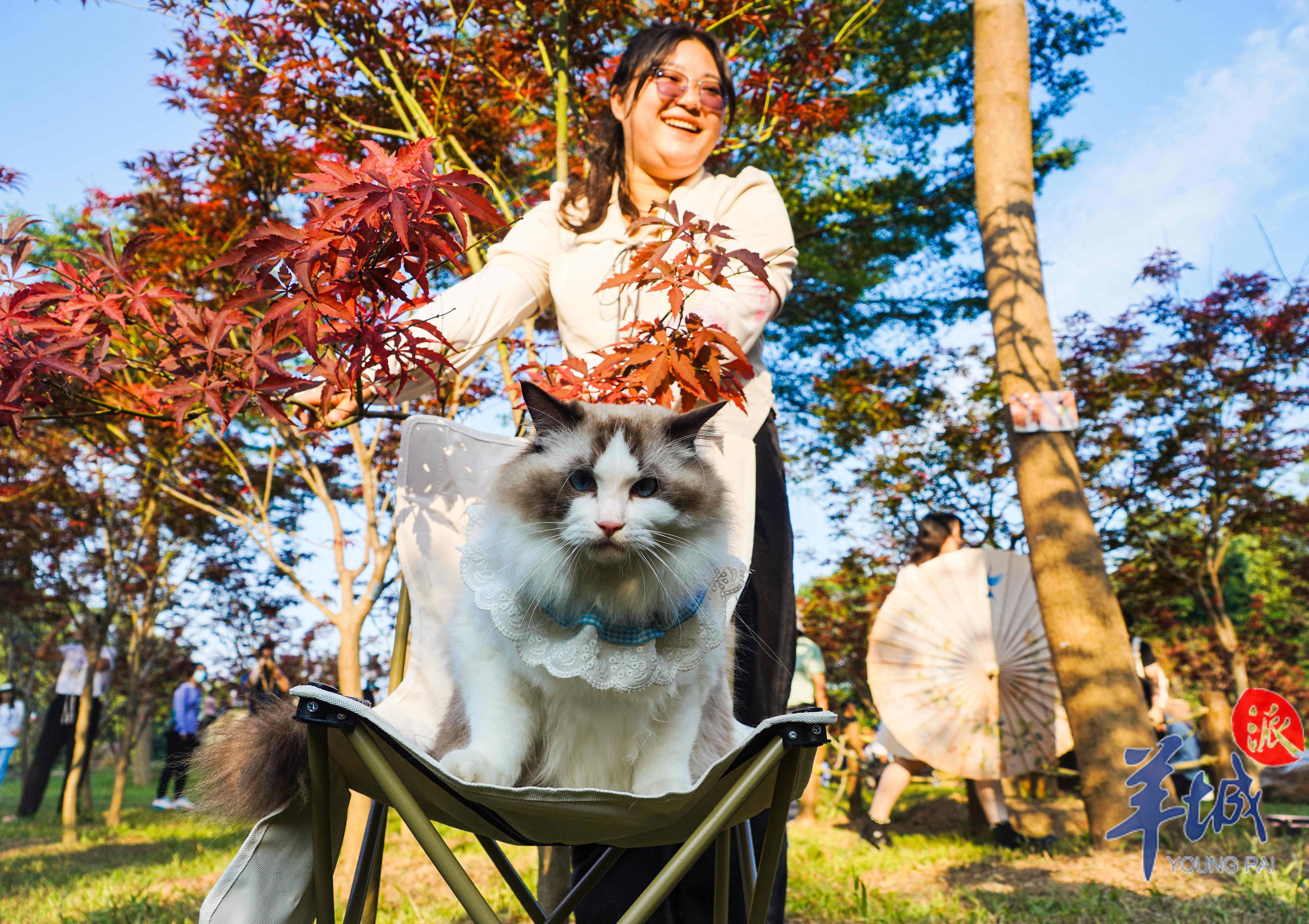 景区人猫游园人免费，共享自然的美好时刻