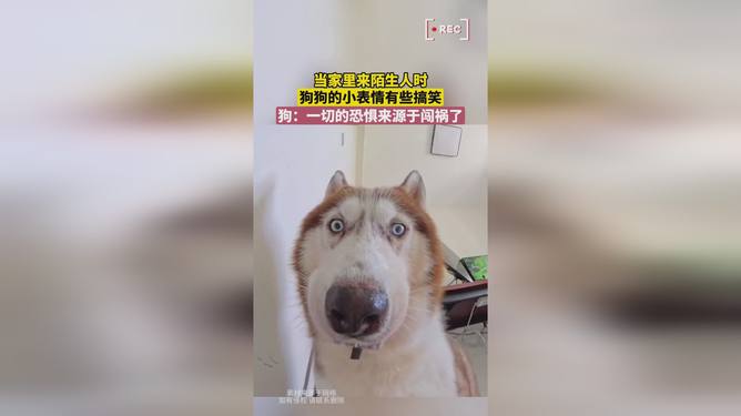 狗狗小视频搞笑，萌宠界的欢乐源泉