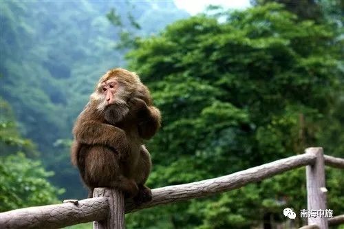 峨眉山猴子吃饱就下班回山中