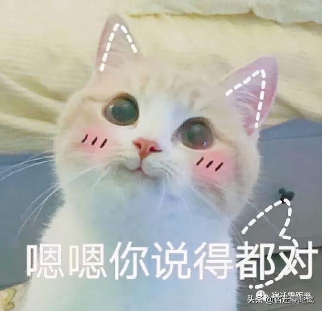 网红猫爷涨粉近70万，现象背后的故事
