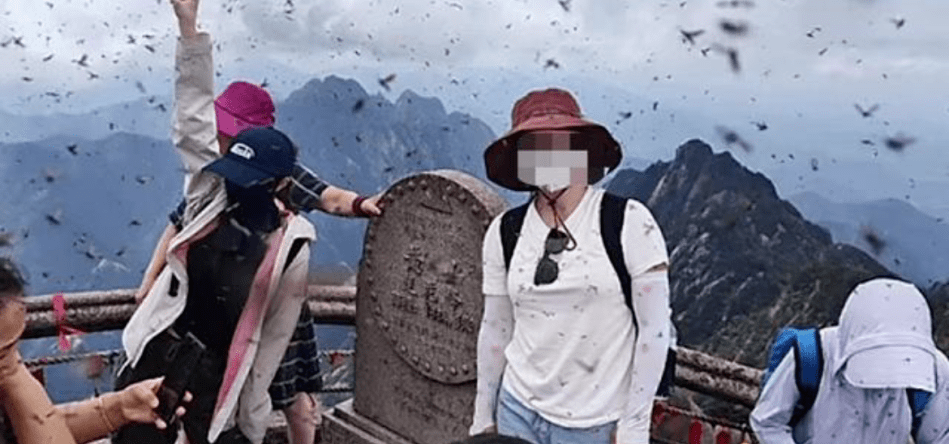 陕西一景区惊现大量虫子入侵游客颈部，引发关注热议