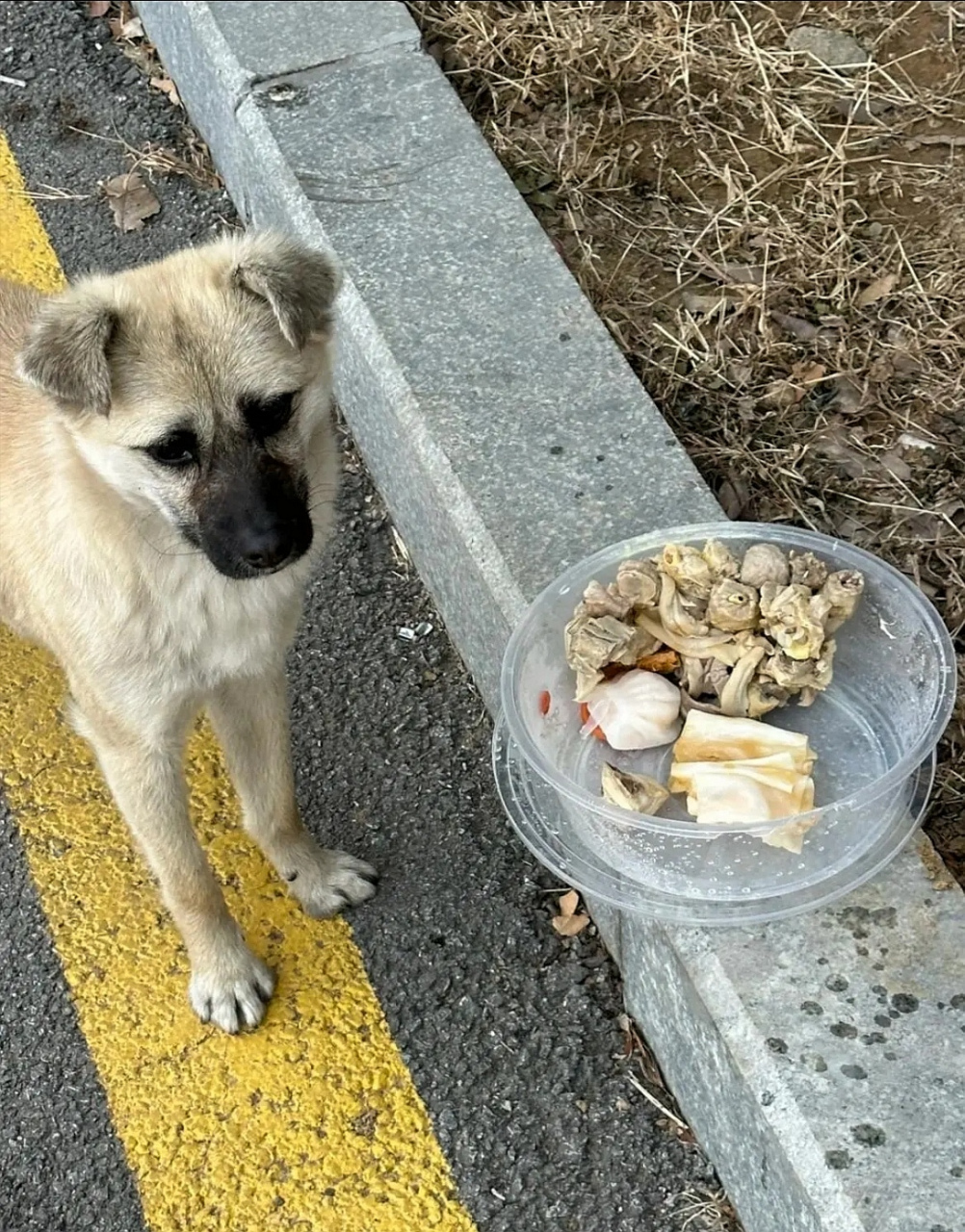流浪狗携幼崽感恩遇见好心人