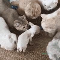 掉入火锅的小猫已离世，引发社会关注和反思