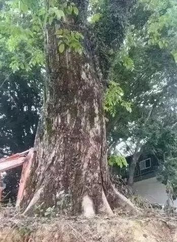 巴中一棵380年古树被砍，引发社会关注与深思