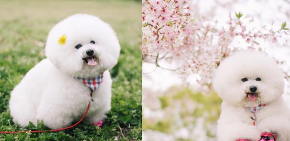 流浪犬进教室被打死事件，反思与启示
