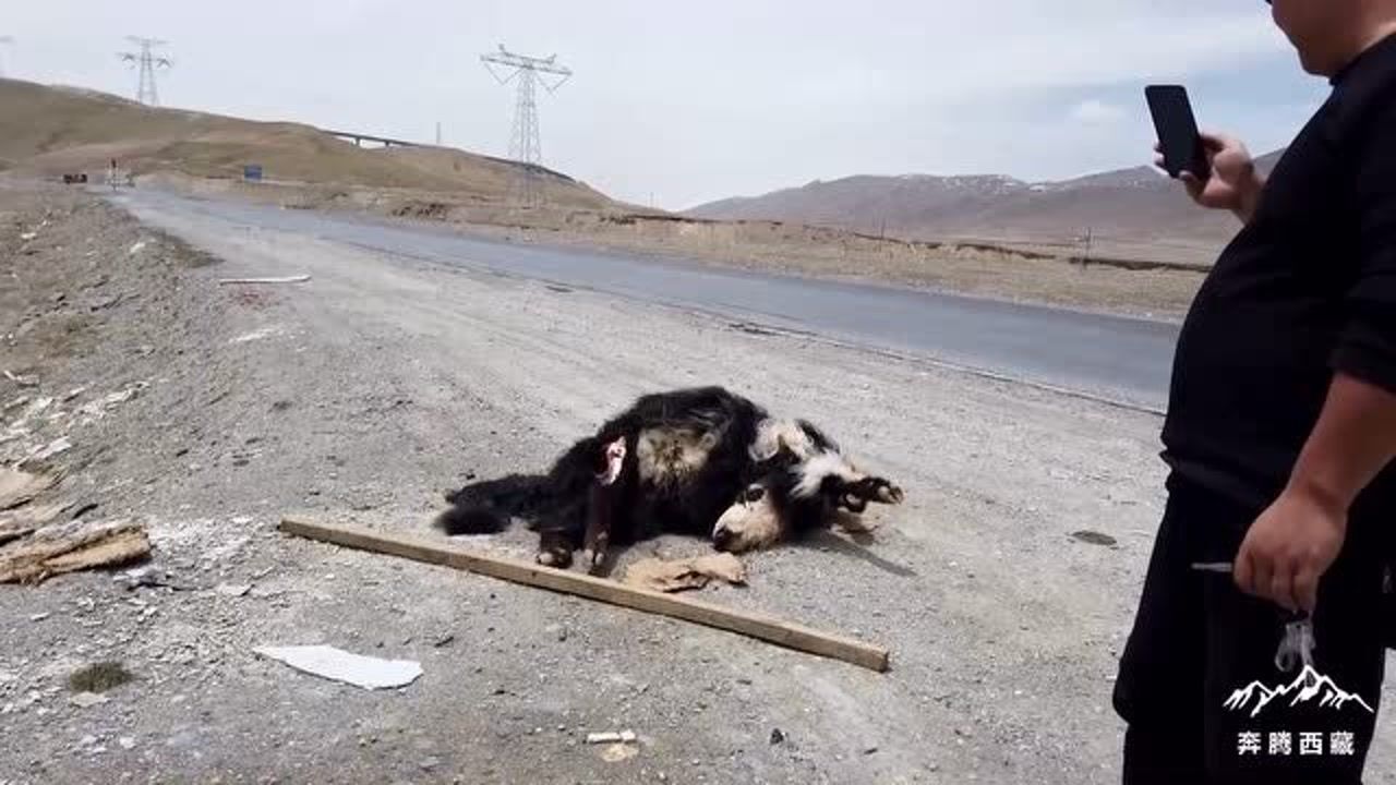 西藏自驾遭遇狼夹击的惊险之旅
