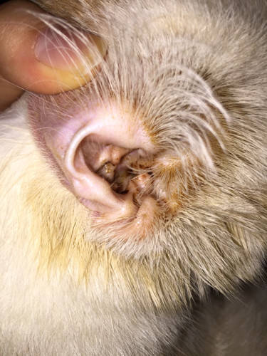 猫耳螨在体外存活多久，深度解析与应对指南