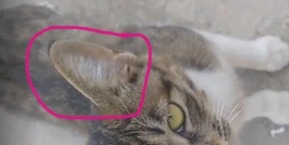 耳中取出活体猫螨虫——全面指南