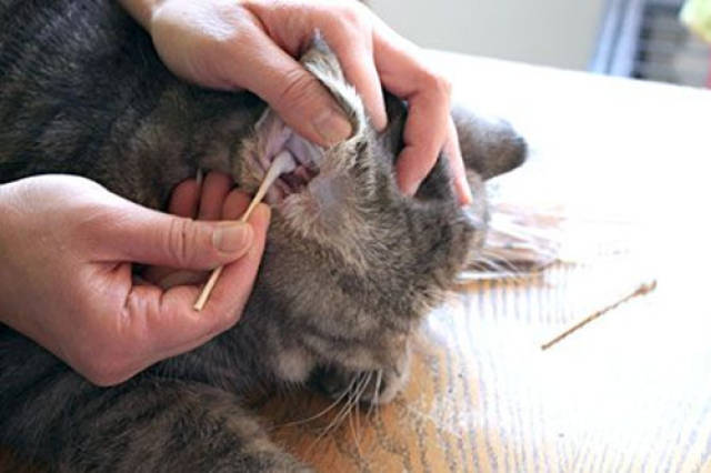猫耳朵除螨，守护喵星人的健康秘诀