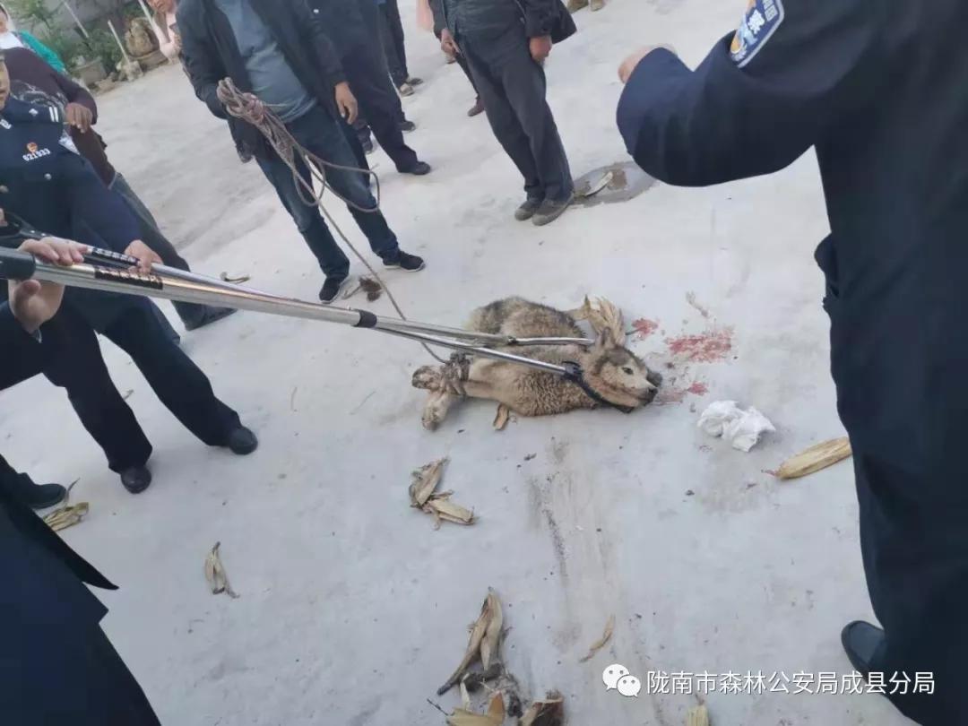 疯狗闯进家里行凶，小伙拿板凳反击