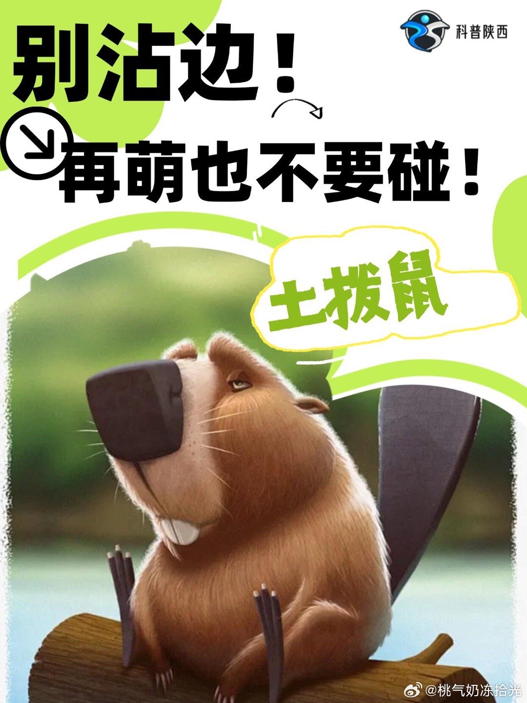 堵车背后的原因，土拨鼠打架事件大揭秘