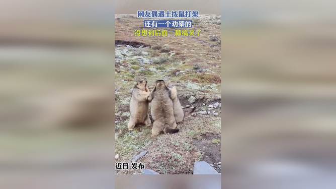 网友自驾游偶遇土拨鼠打架，一场意外的自然观察之旅