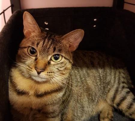 猫耳螨掏耳朵视频，专业护理，守护猫咪健康
