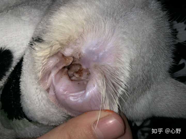 耳螨从猫耳朵掏出来是死的还是活的？一篇文章带你了解真相