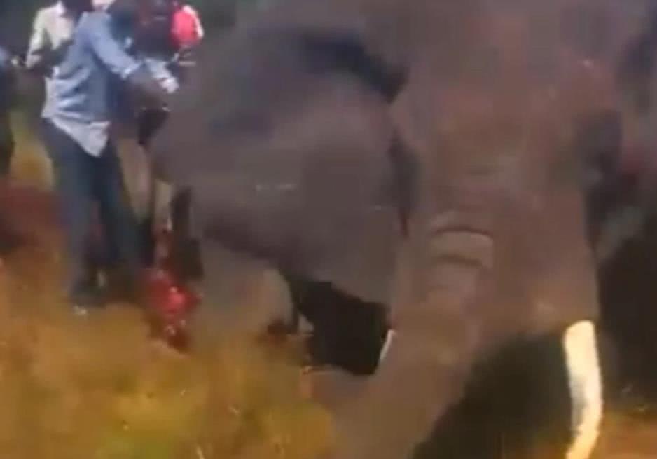 野象遭人围攻乱砍，生态危机的警钟