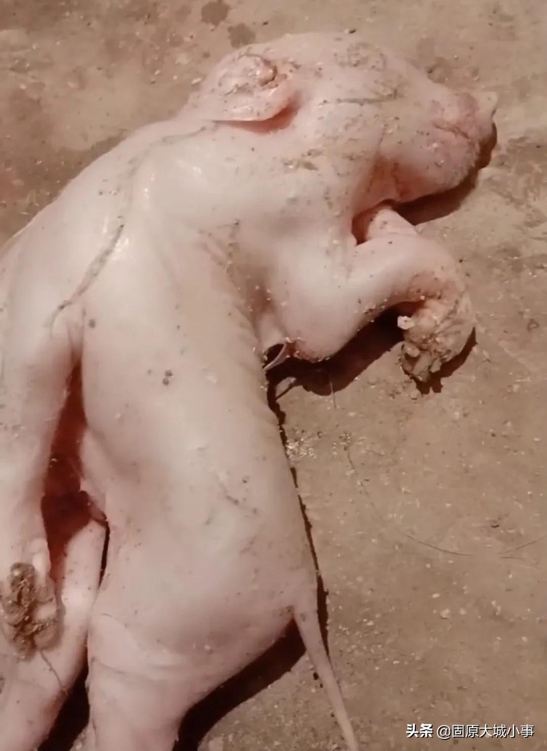 云南惊现奇异现象，母猪诞下大象般的猪仔！