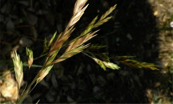陕西终年多雨吗？气候深度解析