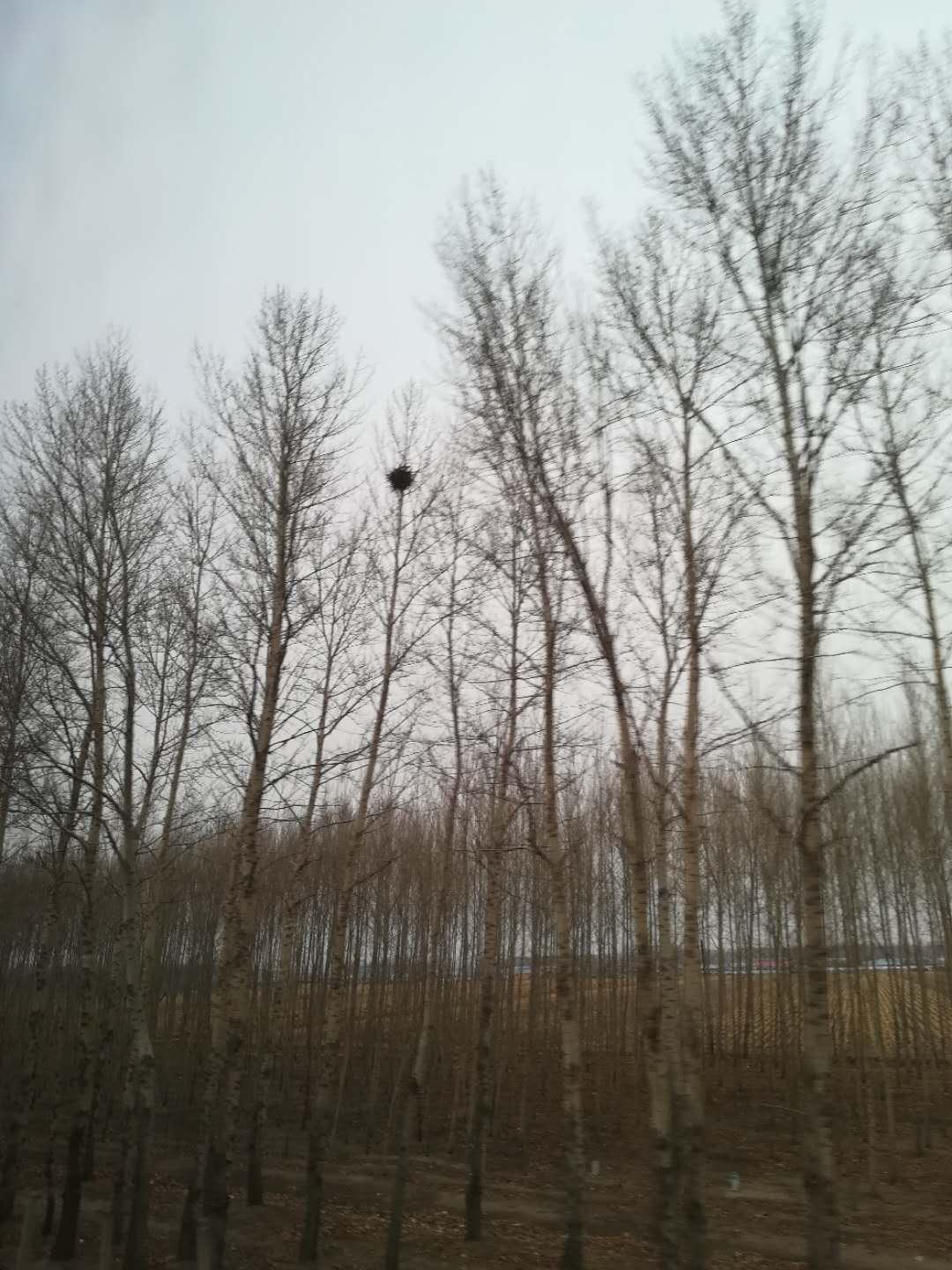 凤凰传奇的全是爱，鸟巢万人大合唱的震撼瞬间